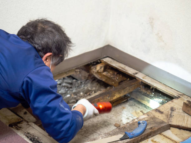 Best Crawl Space Mold Remediation in Long Lake, IL
