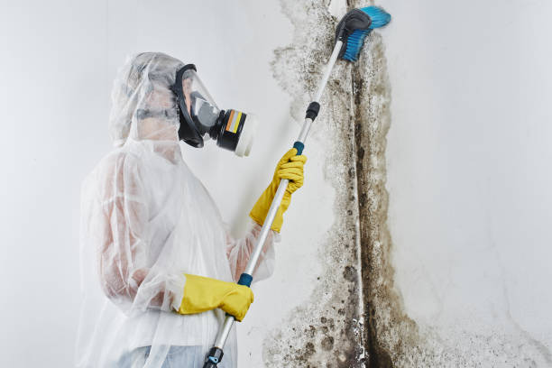 Best Basement Mold Remediation in Long Lake, IL