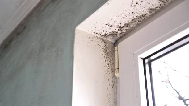 Best Mold Remediation for Specific Building Types in Long Lake, IL