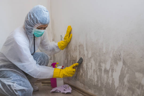 Best White Mold Remediation in Long Lake, IL
