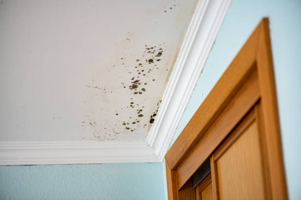 Trusted Long Lake, IL Mold Remediation Experts