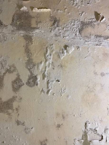 Best Residential Mold Remediation in Long Lake, IL