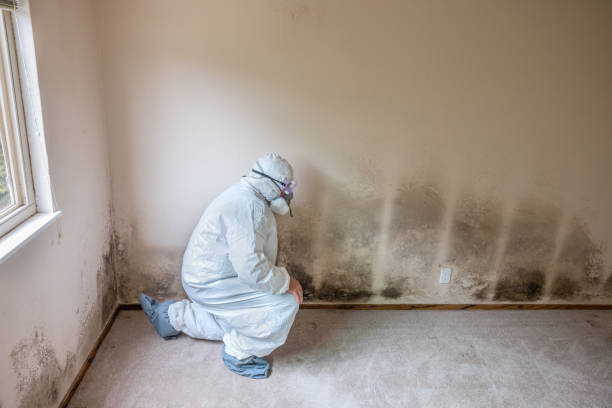 Best Basement Mold Remediation in Long Lake, IL