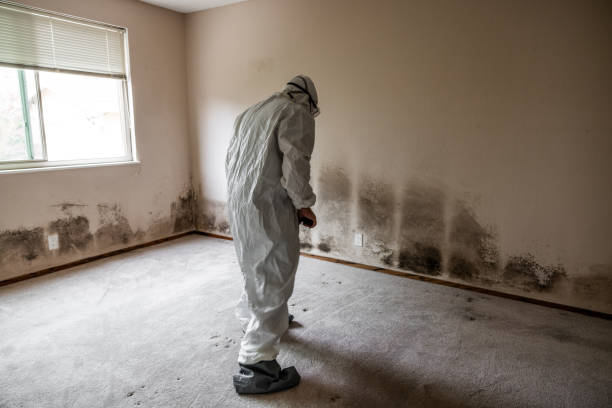 Best Bathroom Mold Remediation in Long Lake, IL