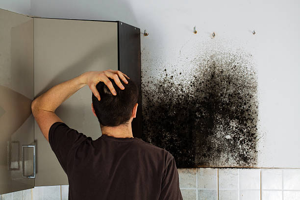 Best HVAC Mold Remediation in Long Lake, IL